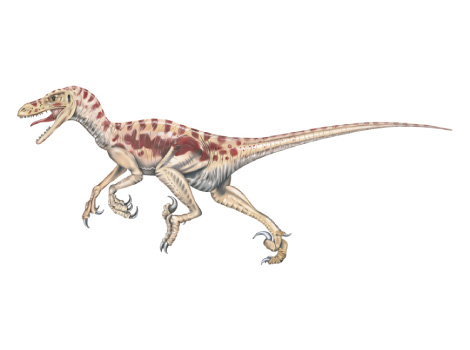 Veloaraptor
