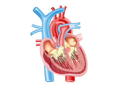 Artwork of Cutway Heart